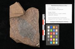 Foto (Objekt + Etikett) von Quercus palaeoilex Ettingshausen (NHMW-GEO-2024-0188-0941)